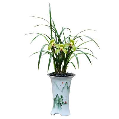 开花浓香春兰中华一品梅带花苞