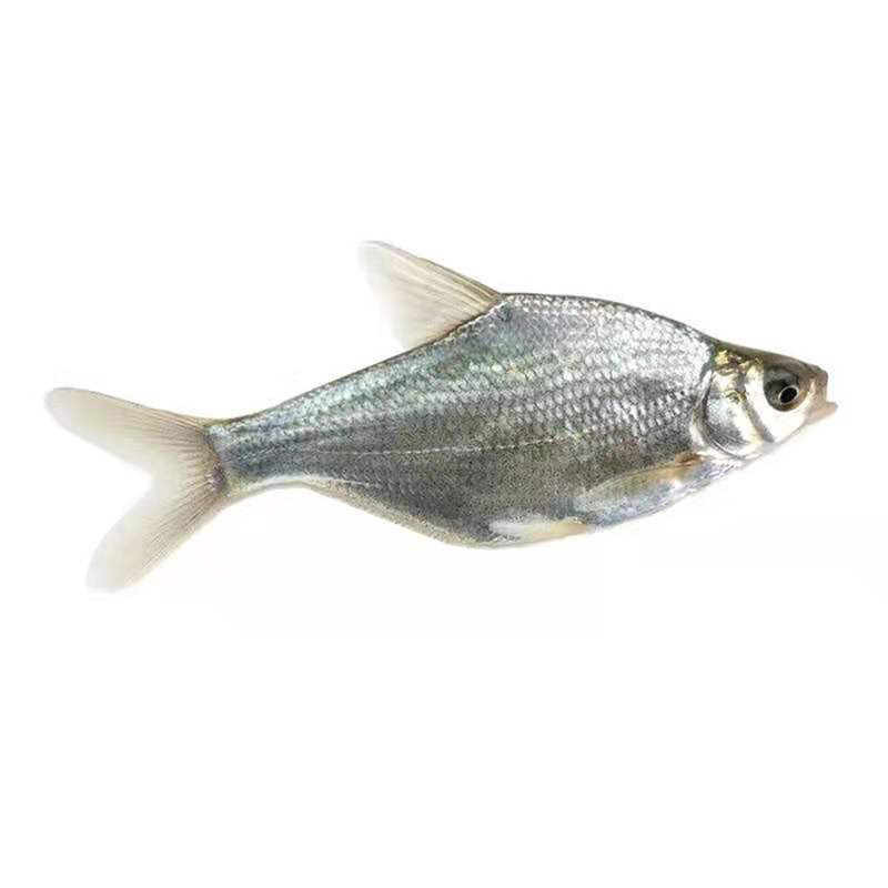 鳊鱼苗扁鱼苗武昌扁鱼三角鲂边鱼苗长身鳊鱼江边江鳊活体淡水鱼苗