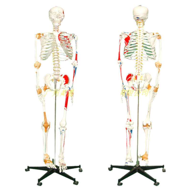 美善模型170cm人体骨骼教具