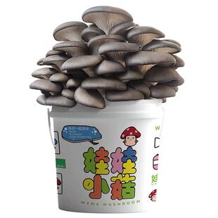 DIY平菇蘑菇种植栽培食用菌桶装袋包趣味盆栽儿童养多肉阳台菌棒