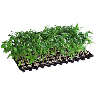 蔬菜苗番茄秧苗辣椒幼苗茄子苗黄瓜苗西瓜苗四季盆栽苗南方种大全