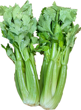 立农维康西芹生吃水果芹菜