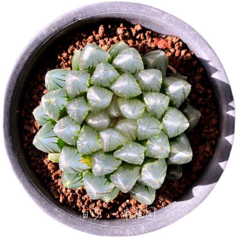 黑肌玉露包邮多肉植物盆栽四季易养办公桌阳台清新绿植趣味礼物