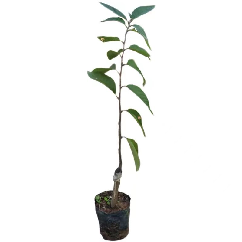 四季释迦果树苗台湾番荔枝苗嫁接当年结果南方地栽种植盆栽果树苗
