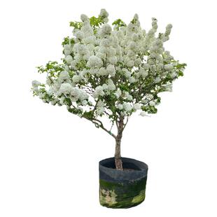 中华木绣球树斗球大花白球盆栽苗别墅庭院地栽丛生棒棒糖耐寒耐热