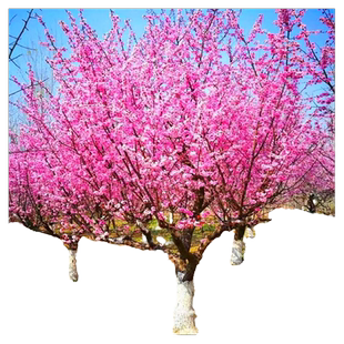 红梅绿梅梅花树苗棒棒糖大盆景老桩花卉植物庭院耐寒盆栽带花苞