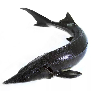 三斤一条鲜活中华鱼鲟龙鱼食用鲟鱼厂家直销活鱼接单现杀真空发货