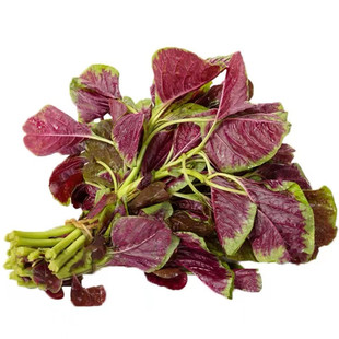 花红苋菜种子圆叶青苋菜籽春夏秋冬苋菜种孑四季种蔬菜抗寒易种植