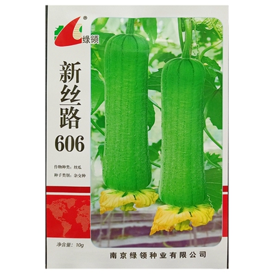 绿领新丝路818肉丝瓜种水瓜种籽