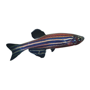 荧光斑马鱼冷水观赏鱼小型鱼热带观赏鱼宝莲灯热带鱼新手闯缸群游