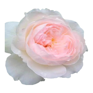 波莱罗月季花苗浓香大花切花玫瑰多季开花阳台盆栽庭院微型植物