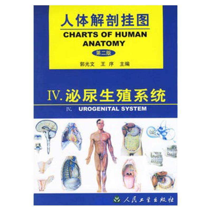 人体解剖挂图:泌尿生殖系统