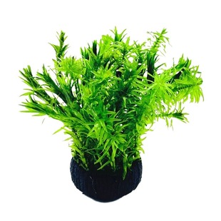 鱼缸水草植物青竹大坨草增氧阴性造景水培坨草水质水生水罗兰水缸