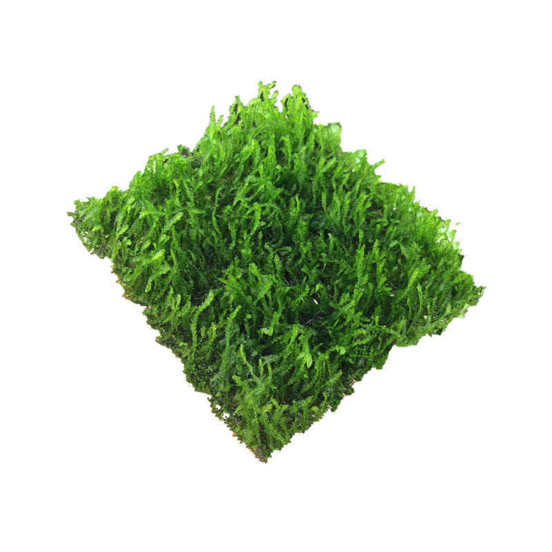 松茸莫斯三角火焰莫丝片摩丝MOSS鱼缸造景水族箱不锈钢定植莫斯片
