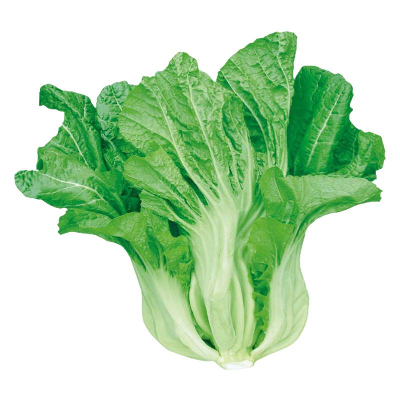 【四川宽帮青菜种子】腌渍泡菜酸菜腌菜中熟大叶秋播稳产蔬菜种子