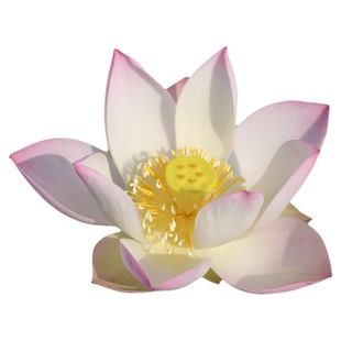 新品种《公子》姜永慧微莲苑种藕小苗家庭养植开花小盆栽微型碗莲