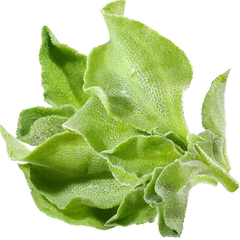 四季水晶冰菜种子冰菜籽