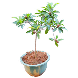 四季人心果苗嫁接大果庭院盆栽仁心果树人参果吴凤柿带果树苗地栽