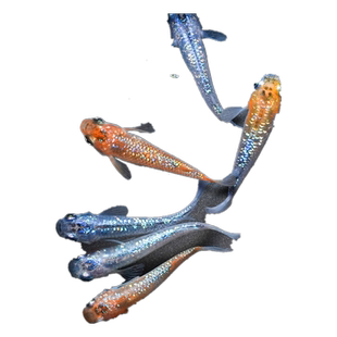 观背青鳉鱼冷水魔法鱼小型鱼观赏锦鲤淡水金鱼卵活体鱼苗好养青锵