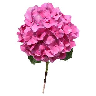 海蒂的花园绣球花苗罗西塔大花阳台庭院好养地栽树苗植物花卉盆栽