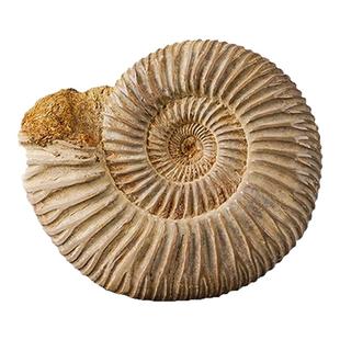 菊石化石摆件海洋羊角螺化石标本创意书房桌面入户玄关摆件装饰品