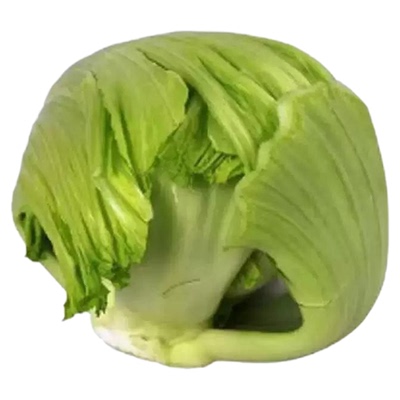 自家露天种植新鲜芥菜球包心芥菜