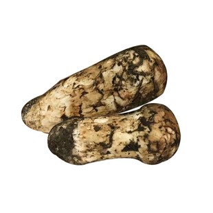 干货现货四川甘孜阿坝高原野生新鲜獐子菌黑虎掌菌天然无污染