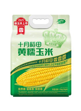 【新玉米】十月稻田东北糯玉米