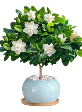 独杆栀子花净化空气吸甲醛好养