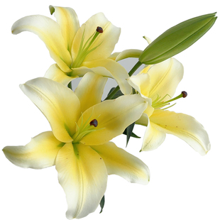 A级黄天霸百合花鲜花多头香水百合鲜花插瓶云南昆明基地直发家养