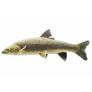 金沙鲈鲤鱼苗大花鱼豹纹花鱼名贵特种稀有原生猛鱼老虎鱼淡水观赏