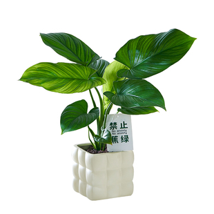 【禁止蕉虑—假装香蕉树】千年健办公室大叶绿植客厅桌面盆栽