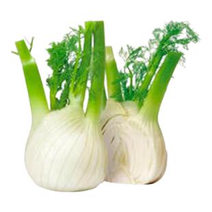 荷兰球茎茴香种子种籽苗高产四季蔬菜孑球型带根籽种小茴香菜割茬