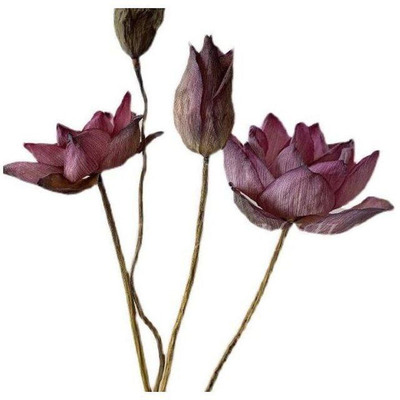 天然干花原生态真花真杆真叶