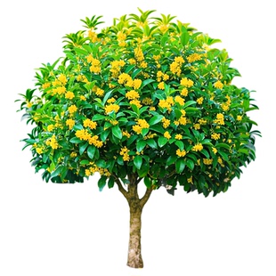 桂花树苗大树四季桂老桩庭院金桂八月桂室外种植别墅地栽花卉绿植