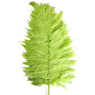 等花来永生花蕨叶国产花材料包diy线条花材叶插花玻璃罩拍摄道具