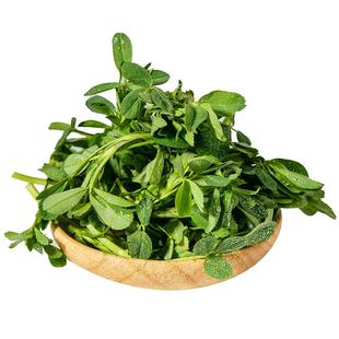 新鲜苜蓿菜陕西头茬现摘蔬菜当季食用山野菜苜蓿芽苜蓿草只摘嫩头