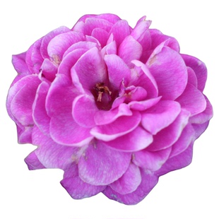 虹越种子重瓣凤仙花种籽夏秋季耐热室内外阳台四季播指甲花种子