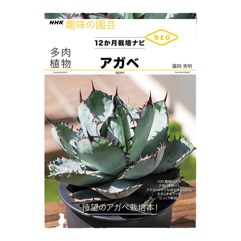 龙舌兰多肉植物品种图鉴介绍种植
