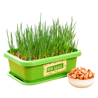 四季火葱头种红葱头包成活新鲜