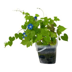 儿童种植小盆栽学生实验套装植物生长观察日记透明盒小花农种子籽