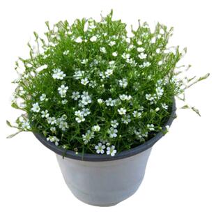 吉普赛满天星盆栽花苗庭院阳台花园耐寒清新花卉桌面小绿植花期长