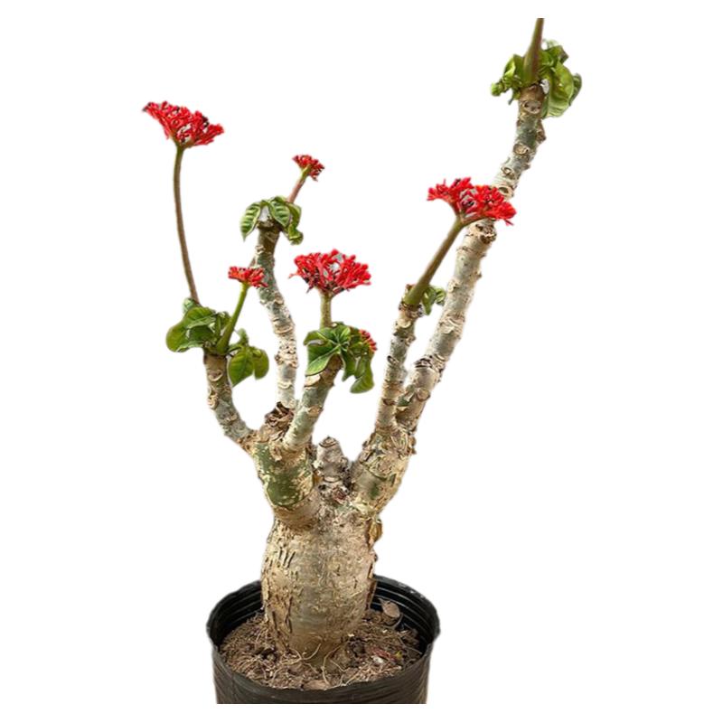 佛肚海棠树盆栽老桩块根植物室内外花卉耐热耐旱四季勤花观叶绿植