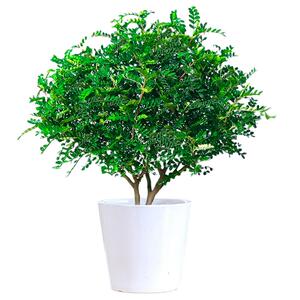 正宗清香胡椒木盆栽花卉室内外驱蚊草植物树苗老桩盆景九里香绿植