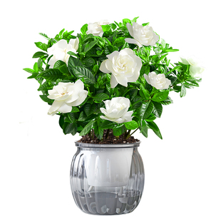 绿箩办公室桌面植物幼儿园小绿植盆栽发财树花卉内文昌竹水培好养