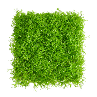 鱼缸造景鹿角苔莫斯水草增氧植物淡水冒泡慕斯片定植阴性前景草坪