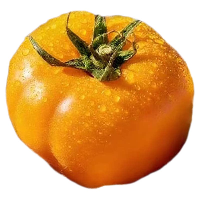 内蒙古五原黄柿子沙瓤自然熟现摘黄色西红柿水果番茄蔬菜生吃