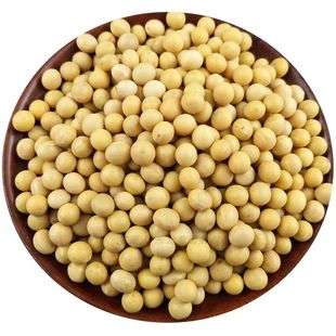 农家新黄豆发豆芽专用黄豆种子生黄豆的黄豆非转基因高出芽率1斤
