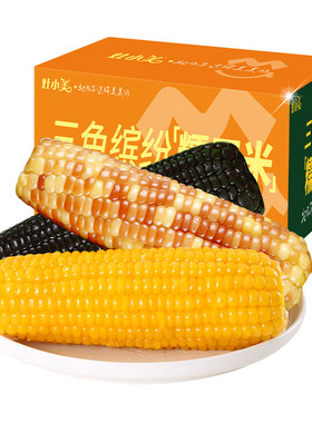 灶小美黑糯黄糯天紫糯玉米混装