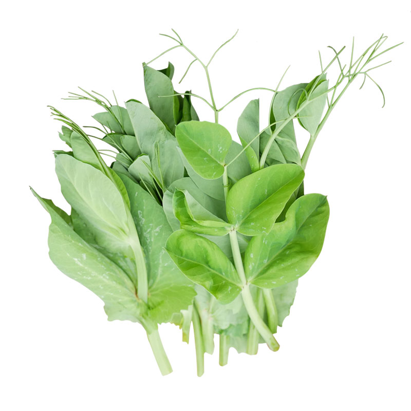 豌豆苗种蔬菜豌豆种籽尖芽苗菜种子种籽四季专吃碗豆尖碗豆种吃苗